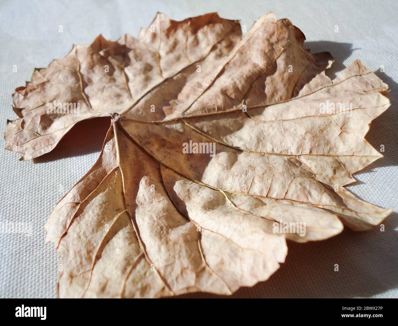 Dry brown leaf in autumn on a grey background Stock Photo - Alamy