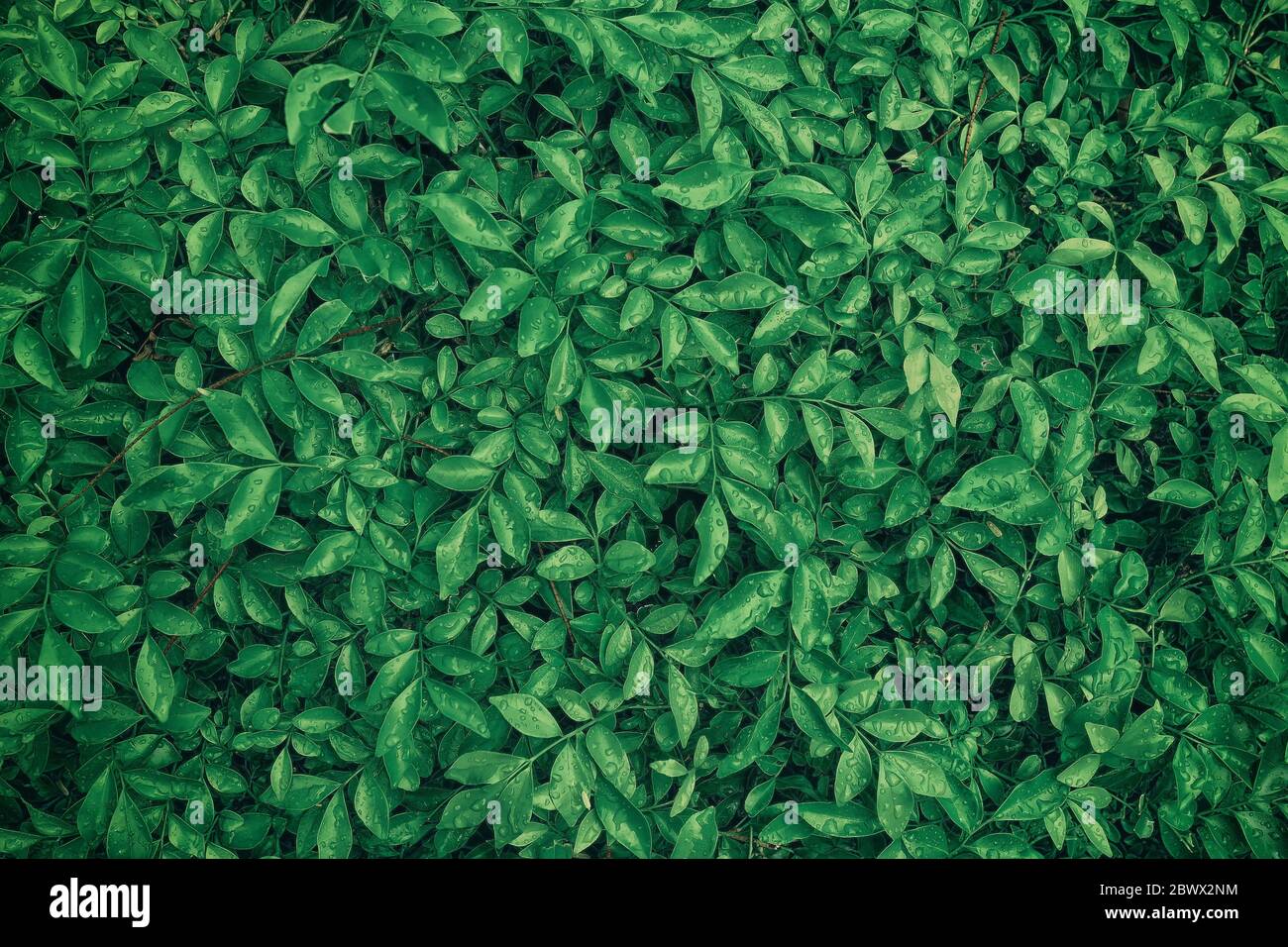 Green Leaves in the Rain Texture Background Stock Photo - Alamy