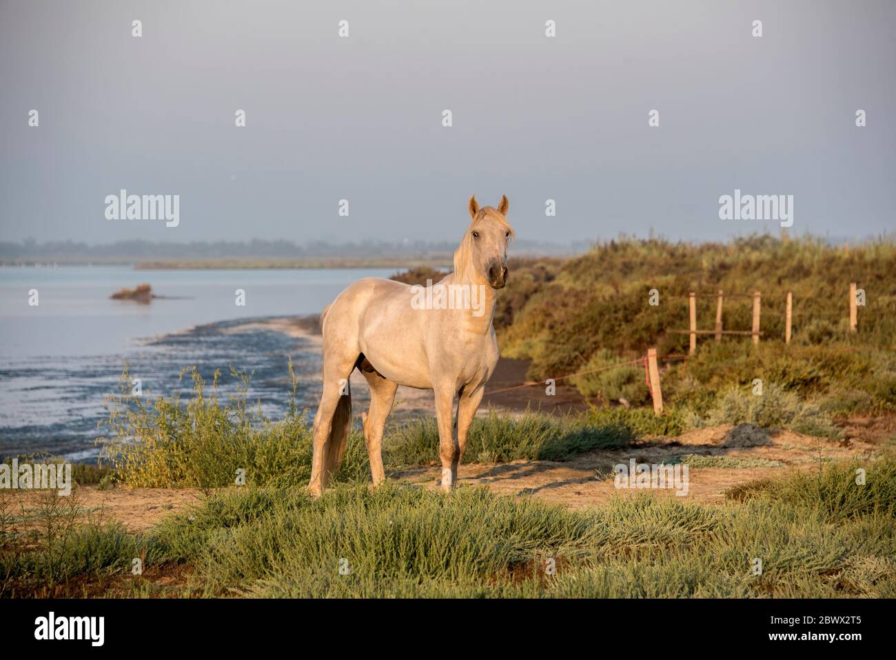 Camargue white horse, South of France Stock Photo