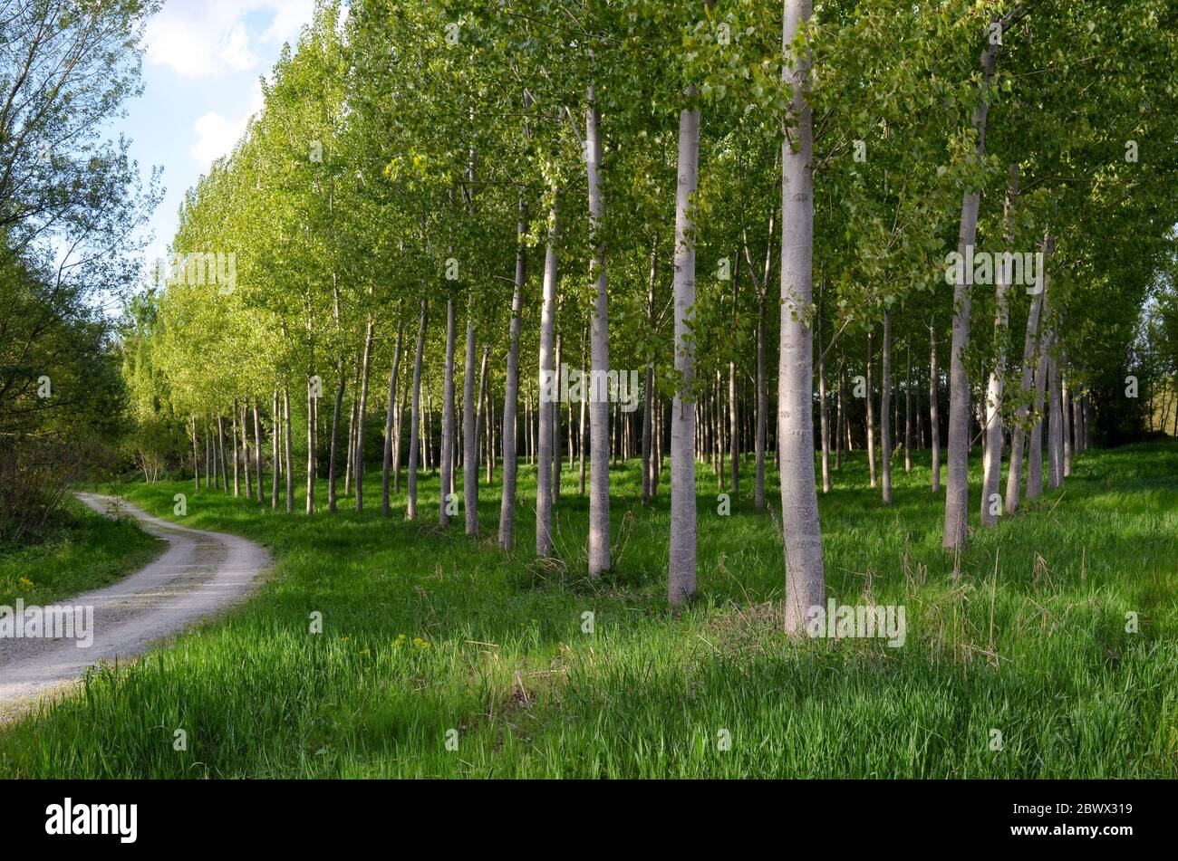 Tall poplar trees hi-res stock photography and images - Page 3 - Alamy