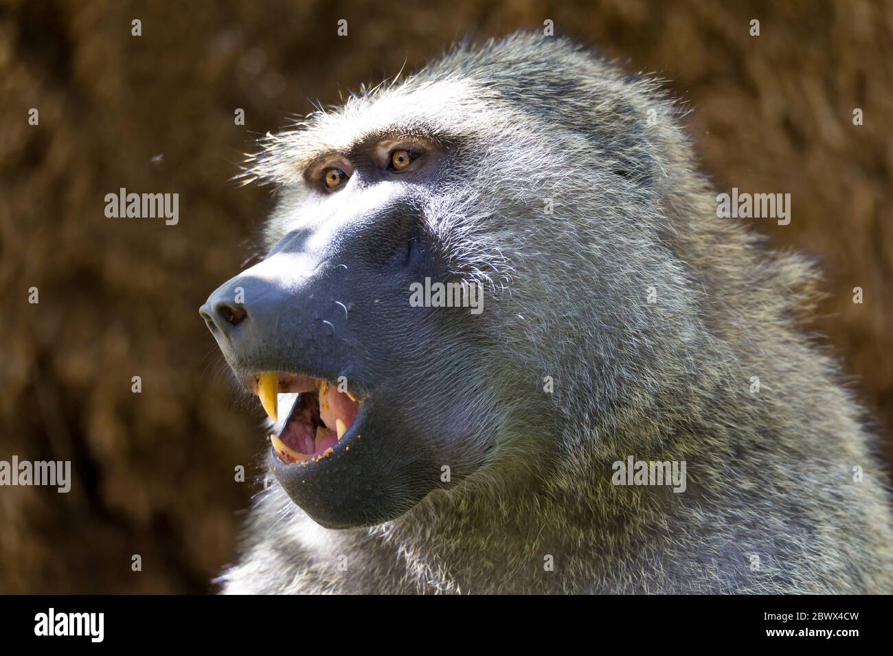 One baboon has found a fruit and eats it Stock Photo