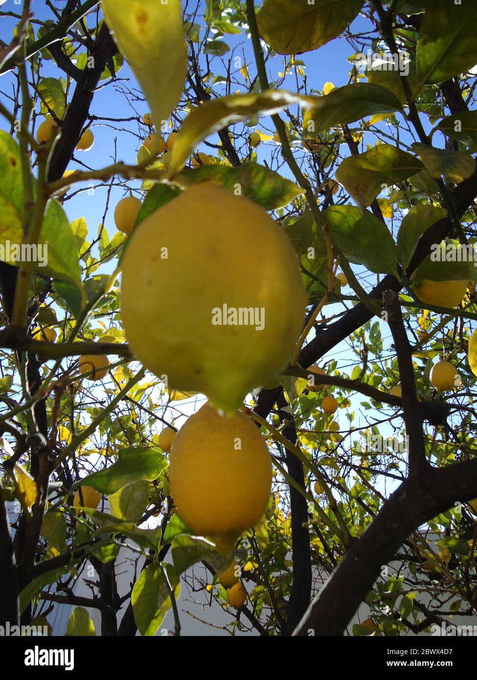 Lemon tree with low hanging fruit on a beautiful sky Stock Photo Alamy