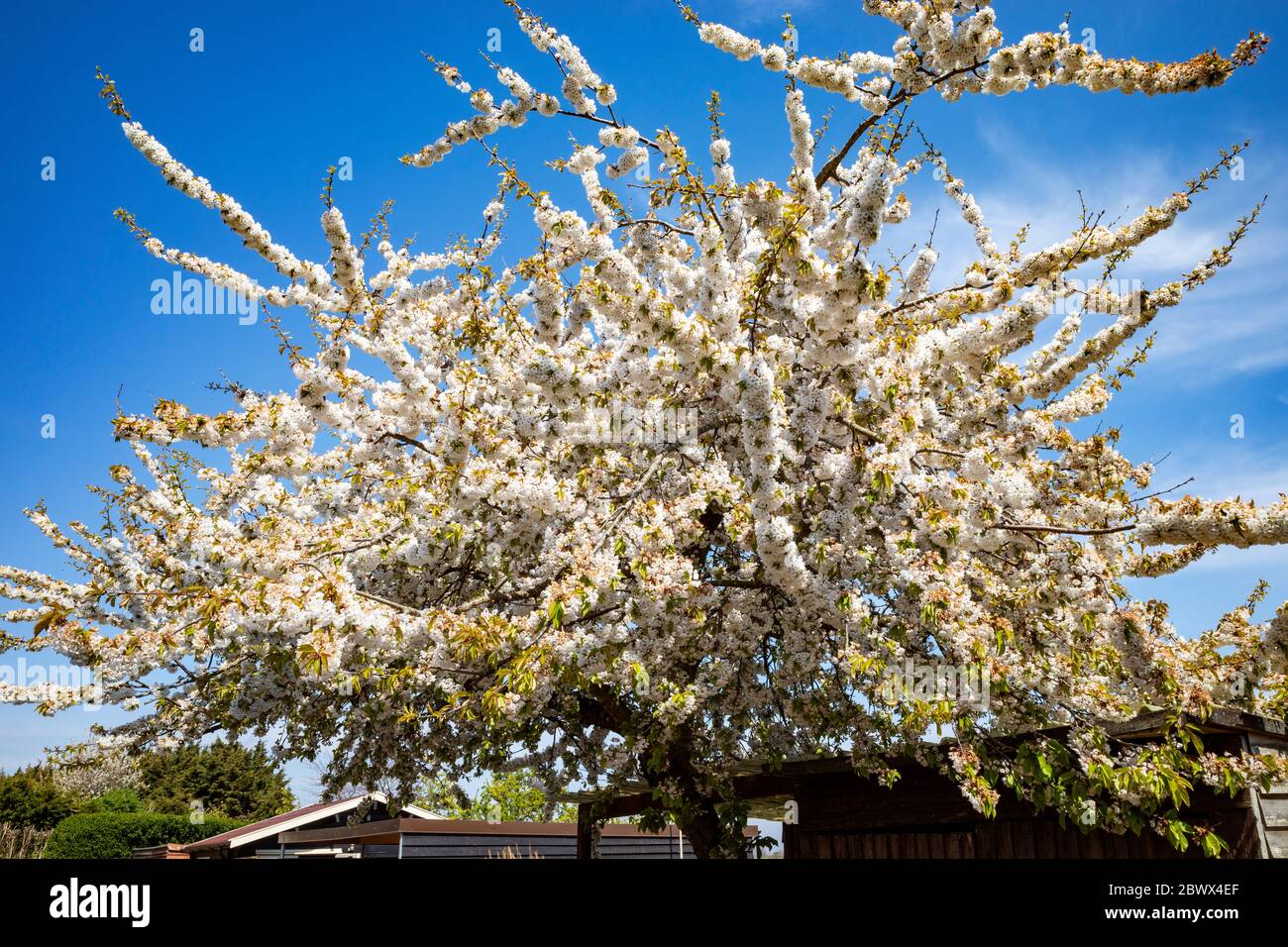 Cherry blossom trees in summer hi-res stock photography and images - Alamy