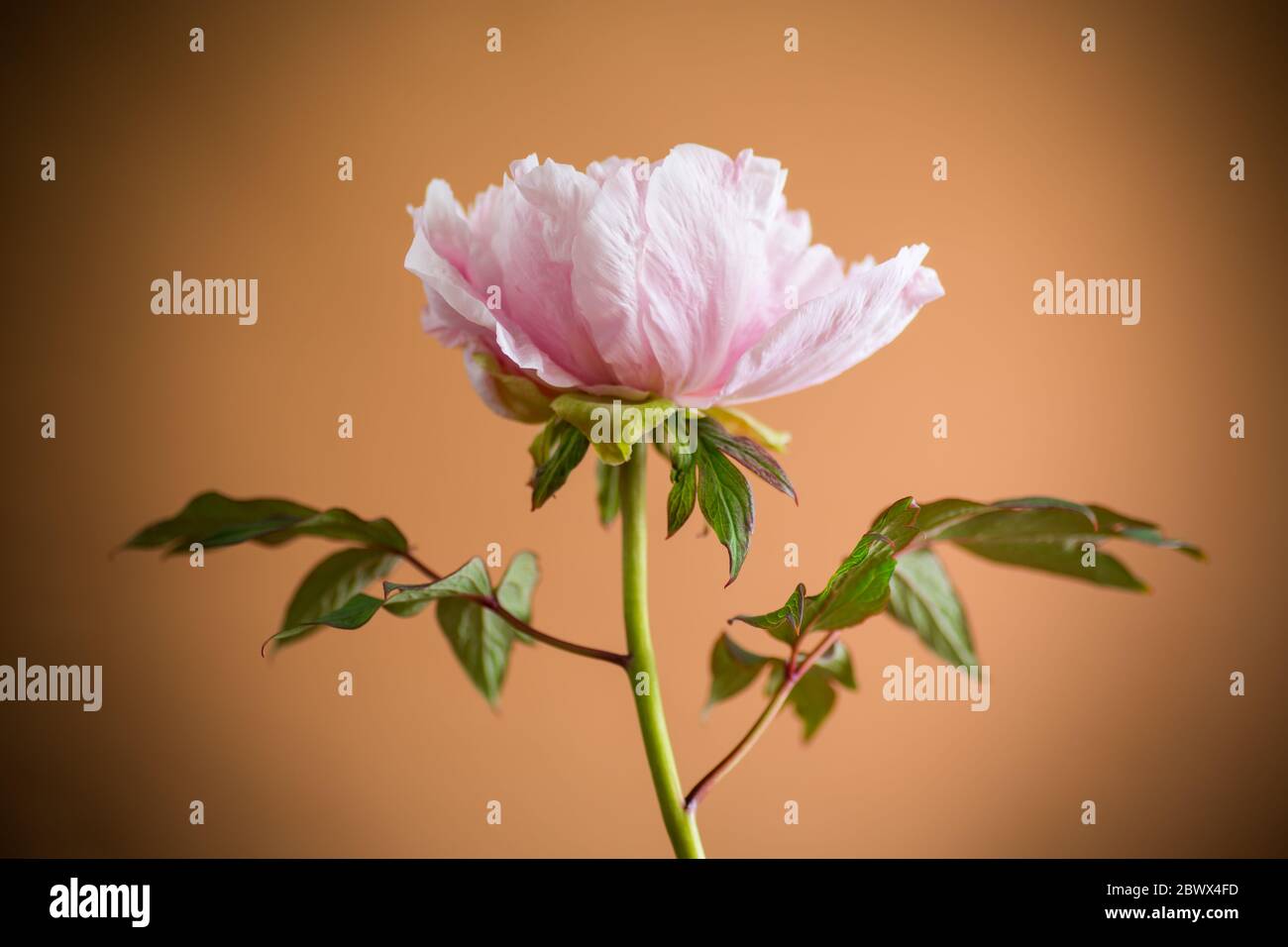 blooming pink tree peony flower on orange background Stock Photo