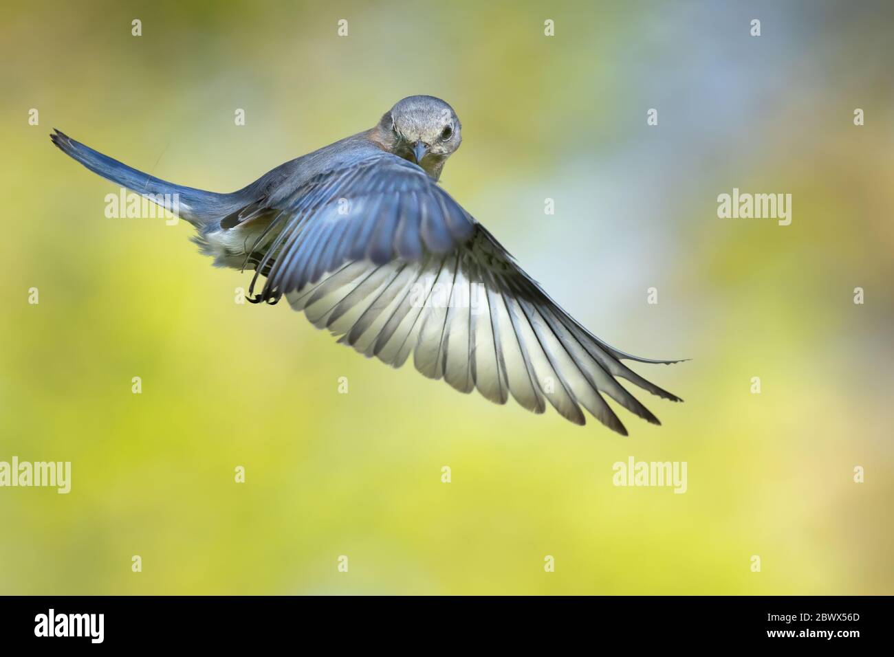 bluebird camera