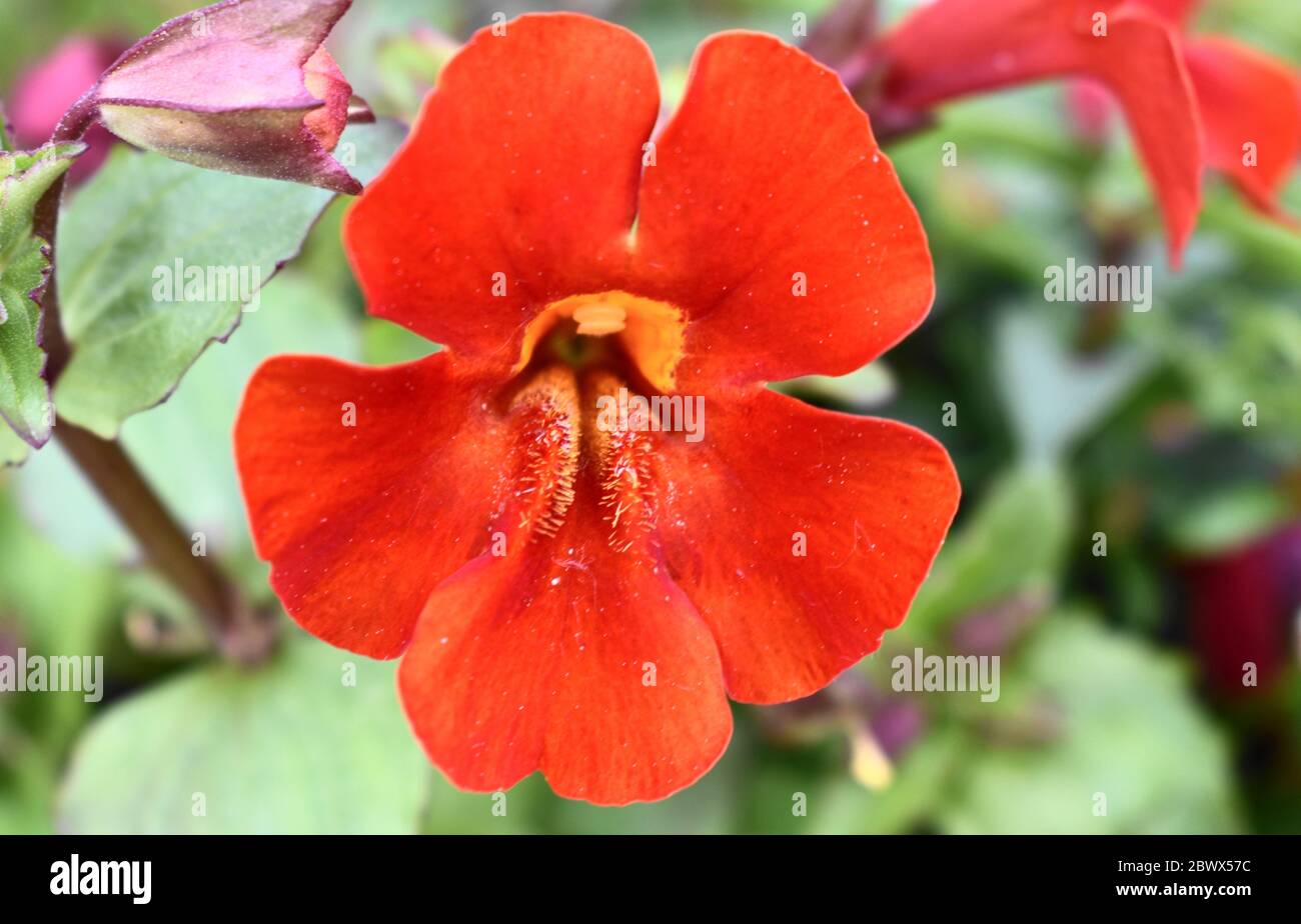 Deep orange Mimulus (phrymaceae) with yellow centre and blurred background, no people Stock Photo