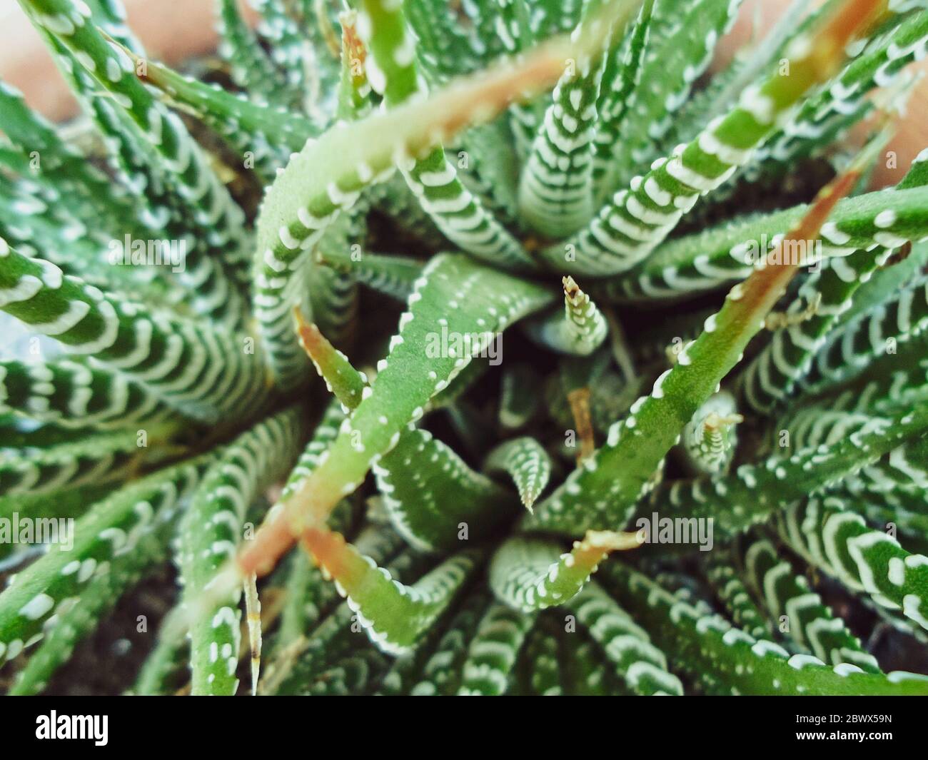 A close up of a plant Haworthiopsis attenuata Stock Photo