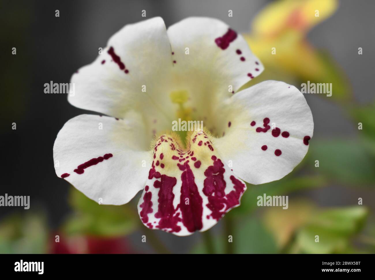 Mimulus Magic Blotch white with deep pink looking into yellow centre with blurred background Stock Photo