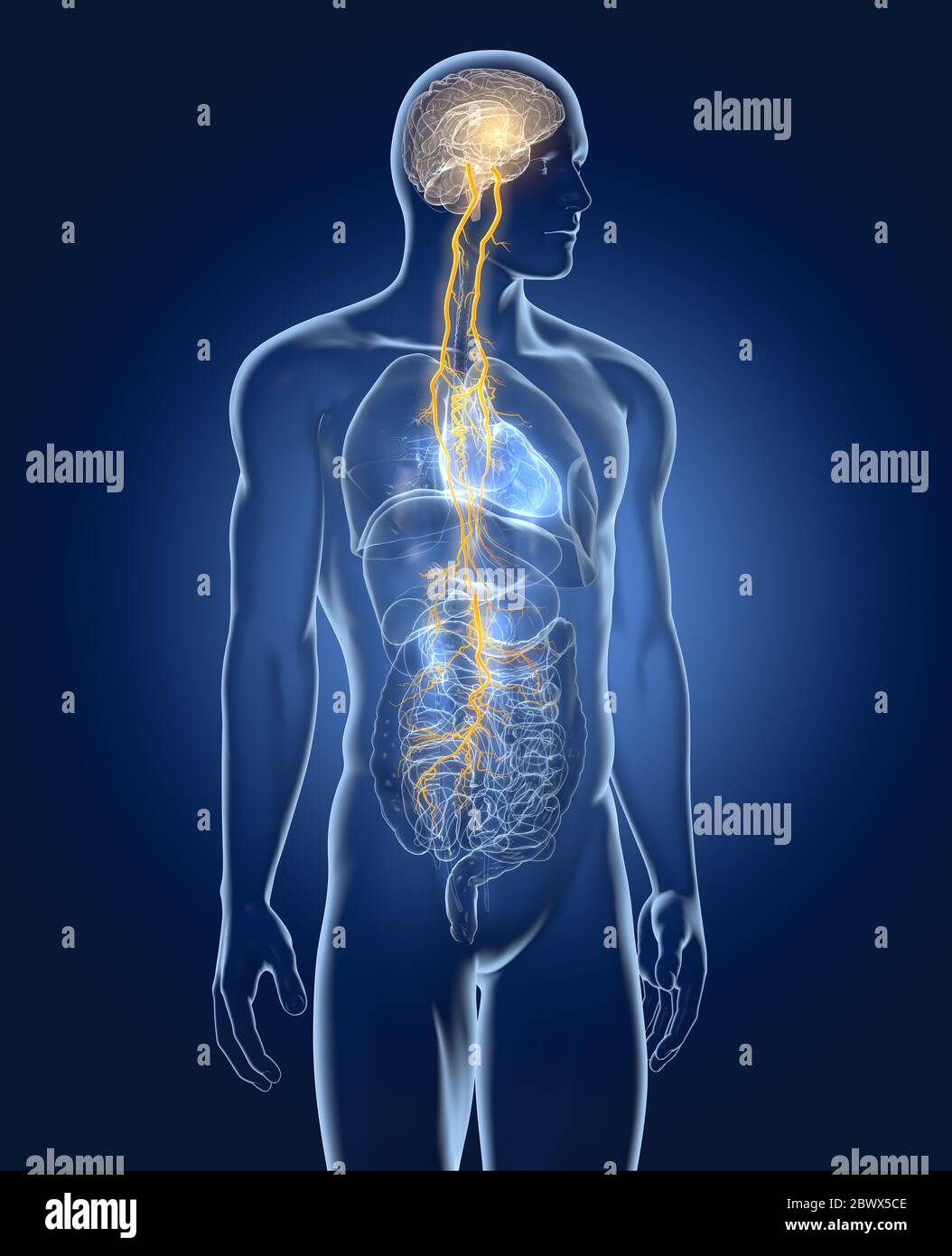 The illustration showing brain and vagus nerve (tenth cranial nerve) with lungs, heart, stomach and digestive tract Stock Photo