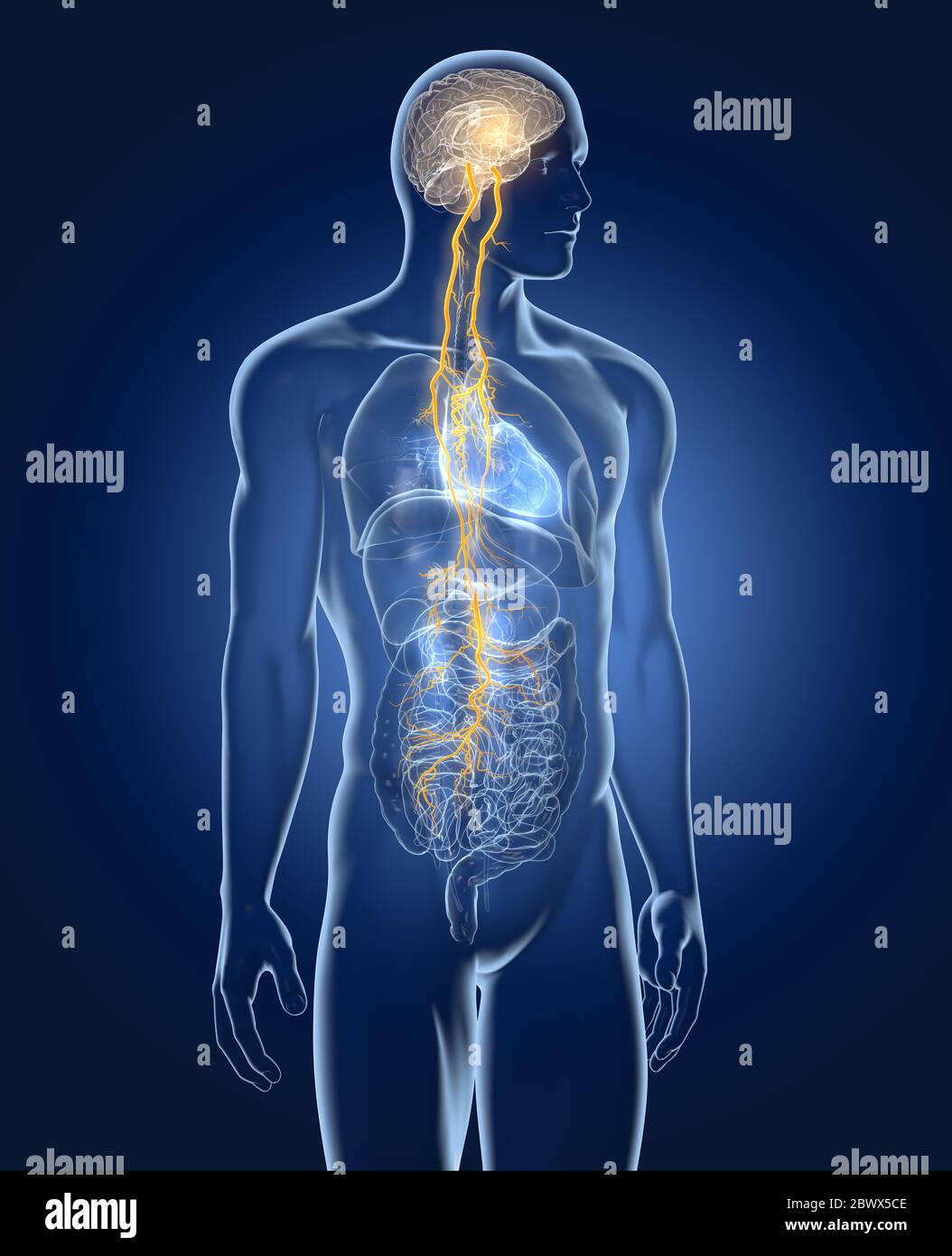 The Illustration Showing Brain And Vagus Nerve Tenth Cranial Nerve With Lungs Heart Stomach And Digestive Tract Stock Photo Alamy
