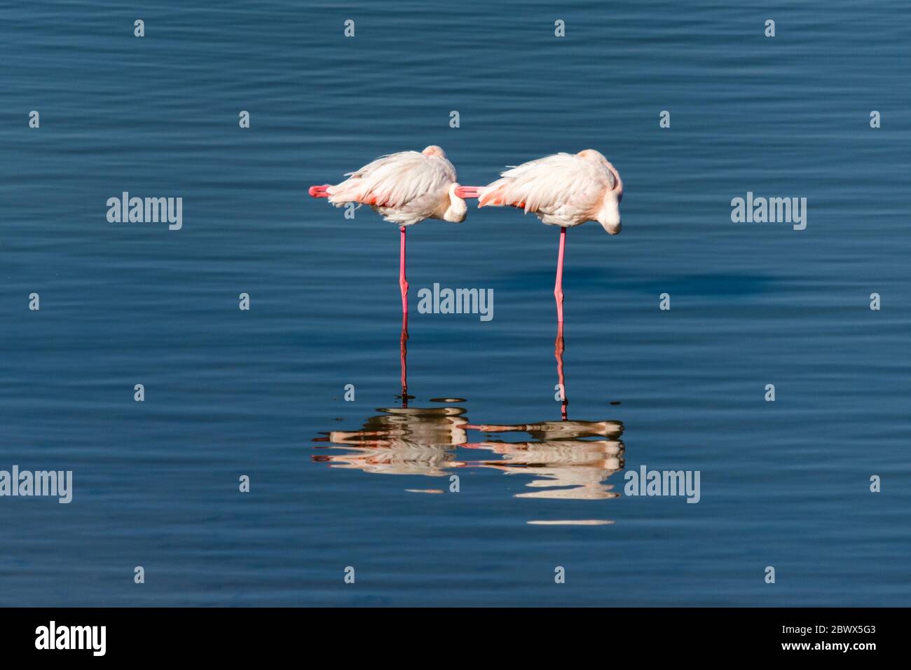 Greater flamingo (Phoenicopterus roseus) resting in Lake Kerkini in Greece Stock Photo