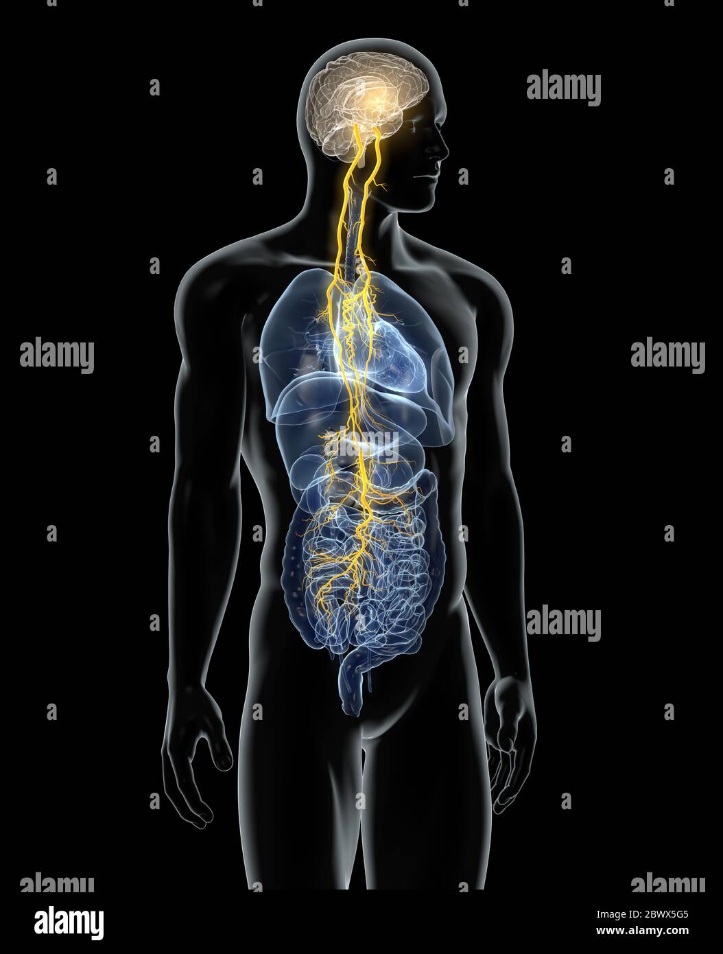 The illustration showing brain and vagus nerve (tenth cranial nerve) with lungs, heart, stomach and digestive tract Stock Photo