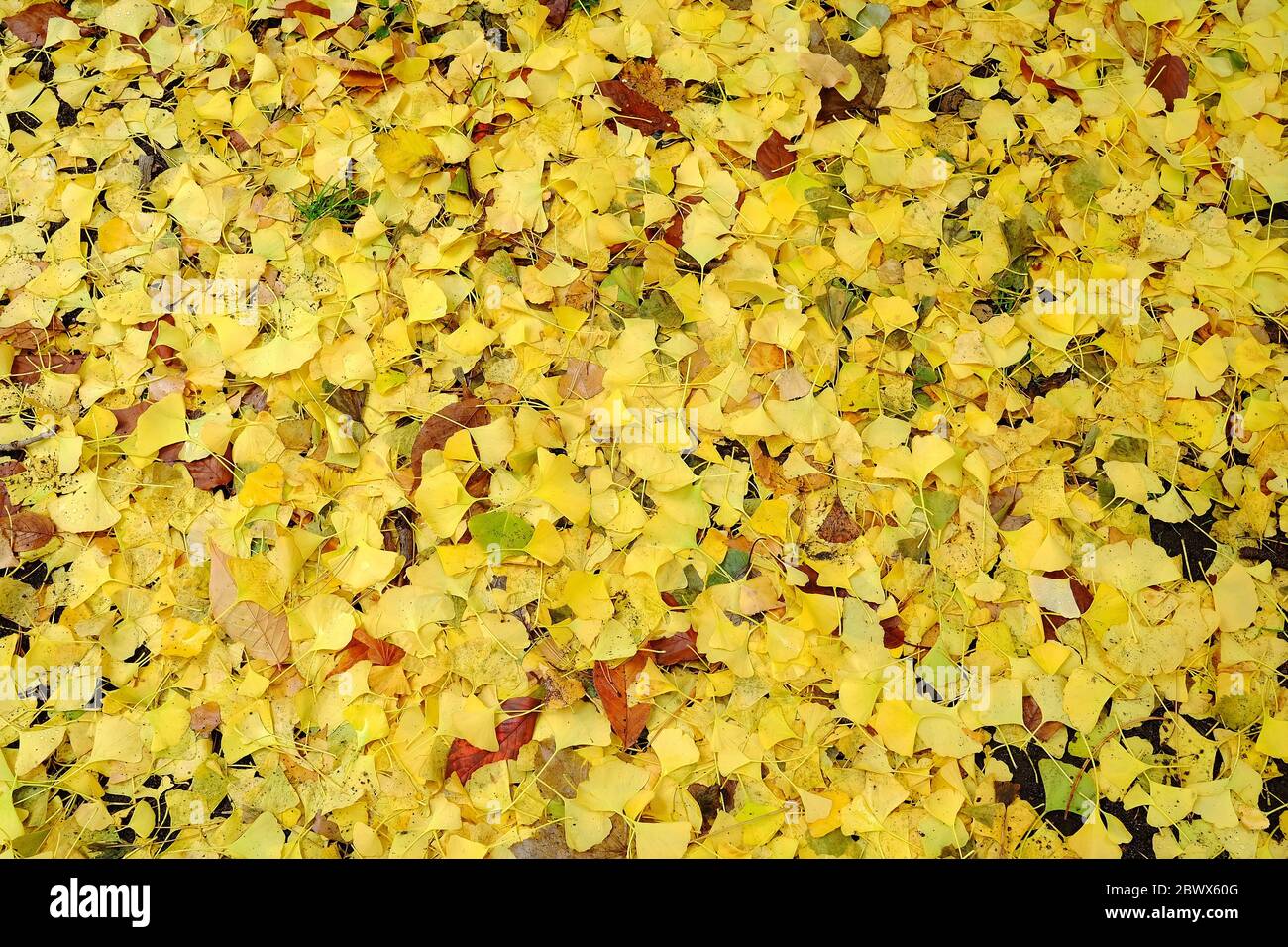 Falling Ginkgo Leaves on the Ground in Autumn Background Stock Photo ...