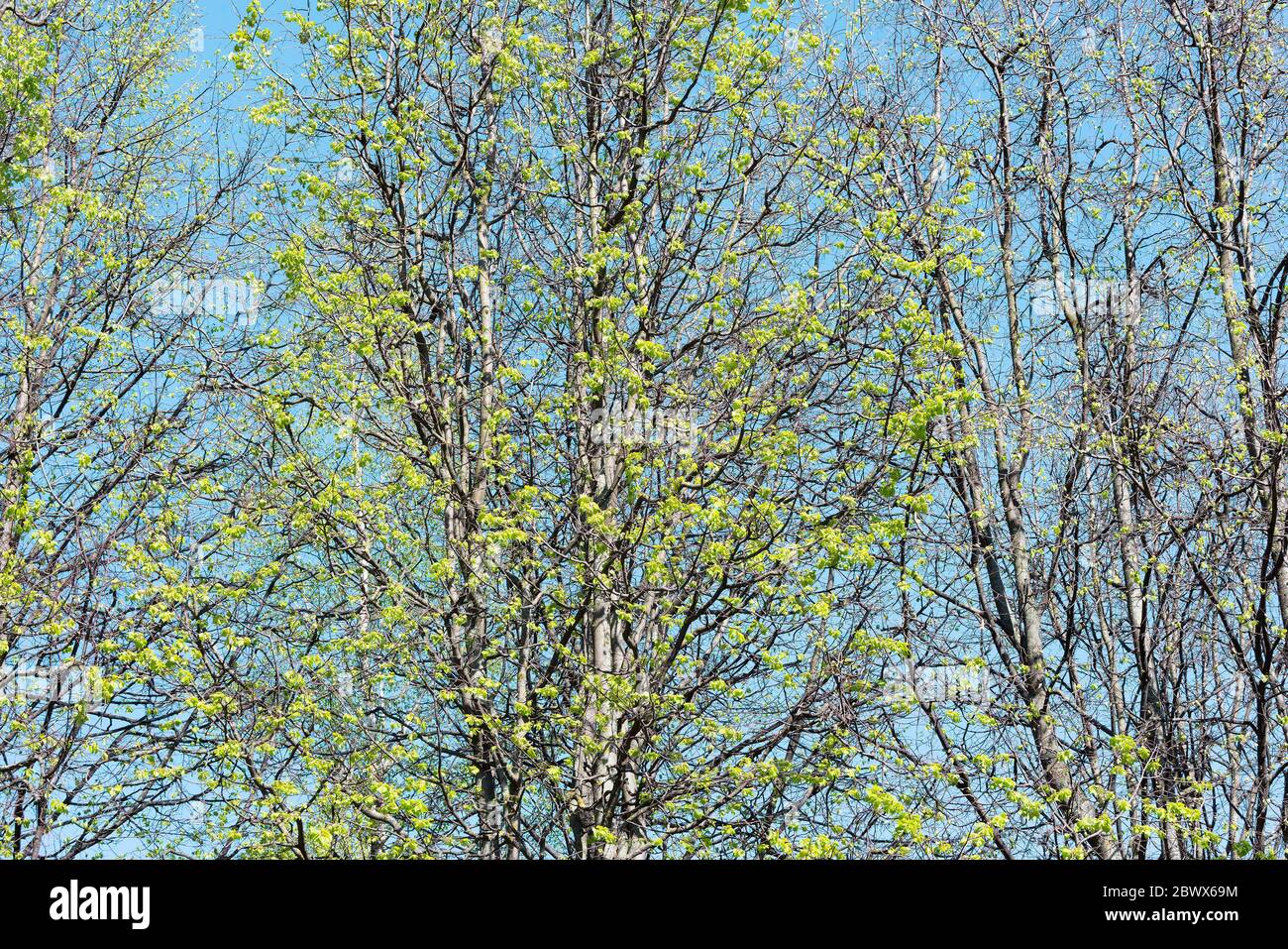 Green trees crowns on the blue sky background Stock Photo - Alamy
