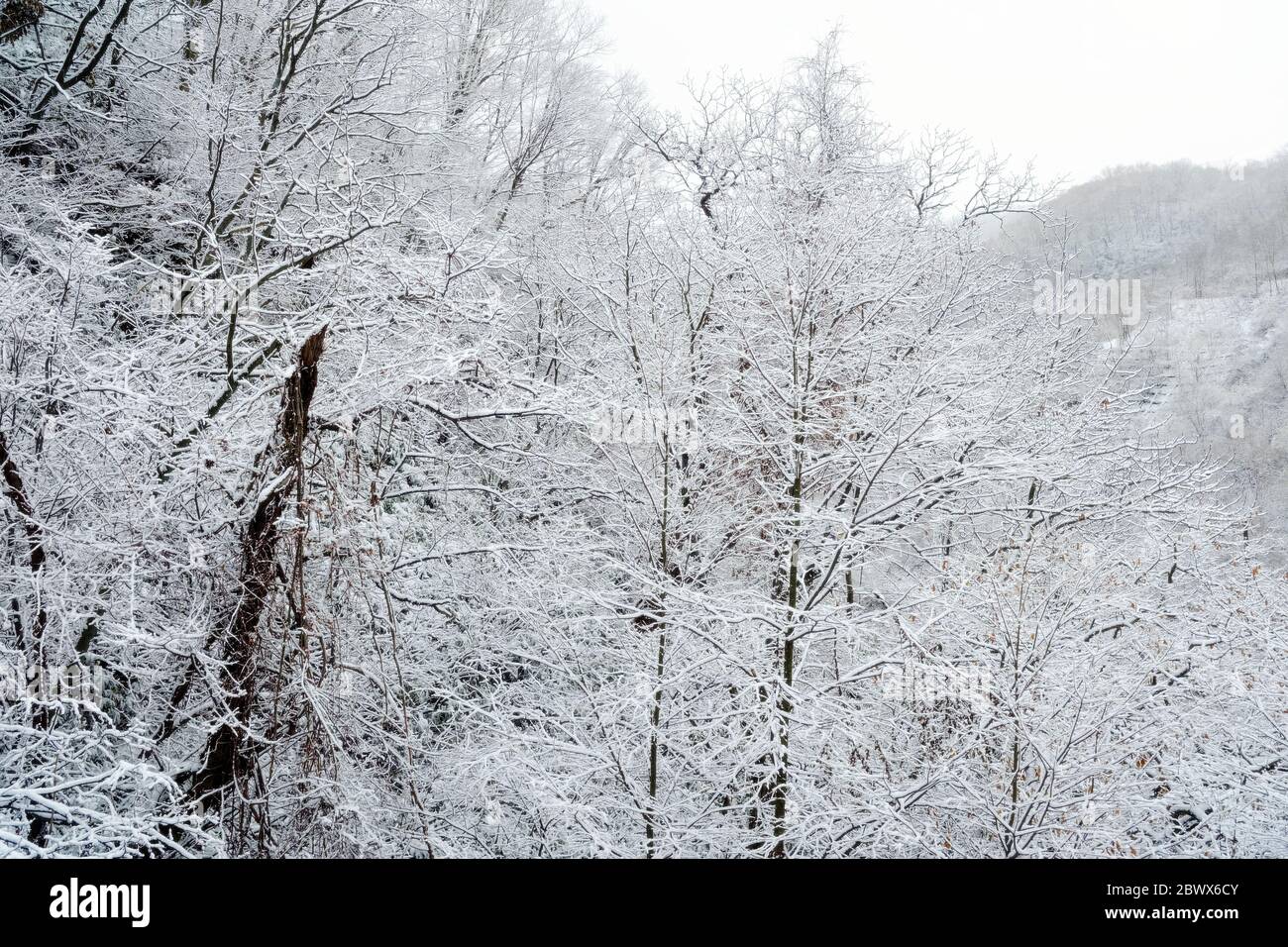Winter Forest with Snow Background. Stock Photo