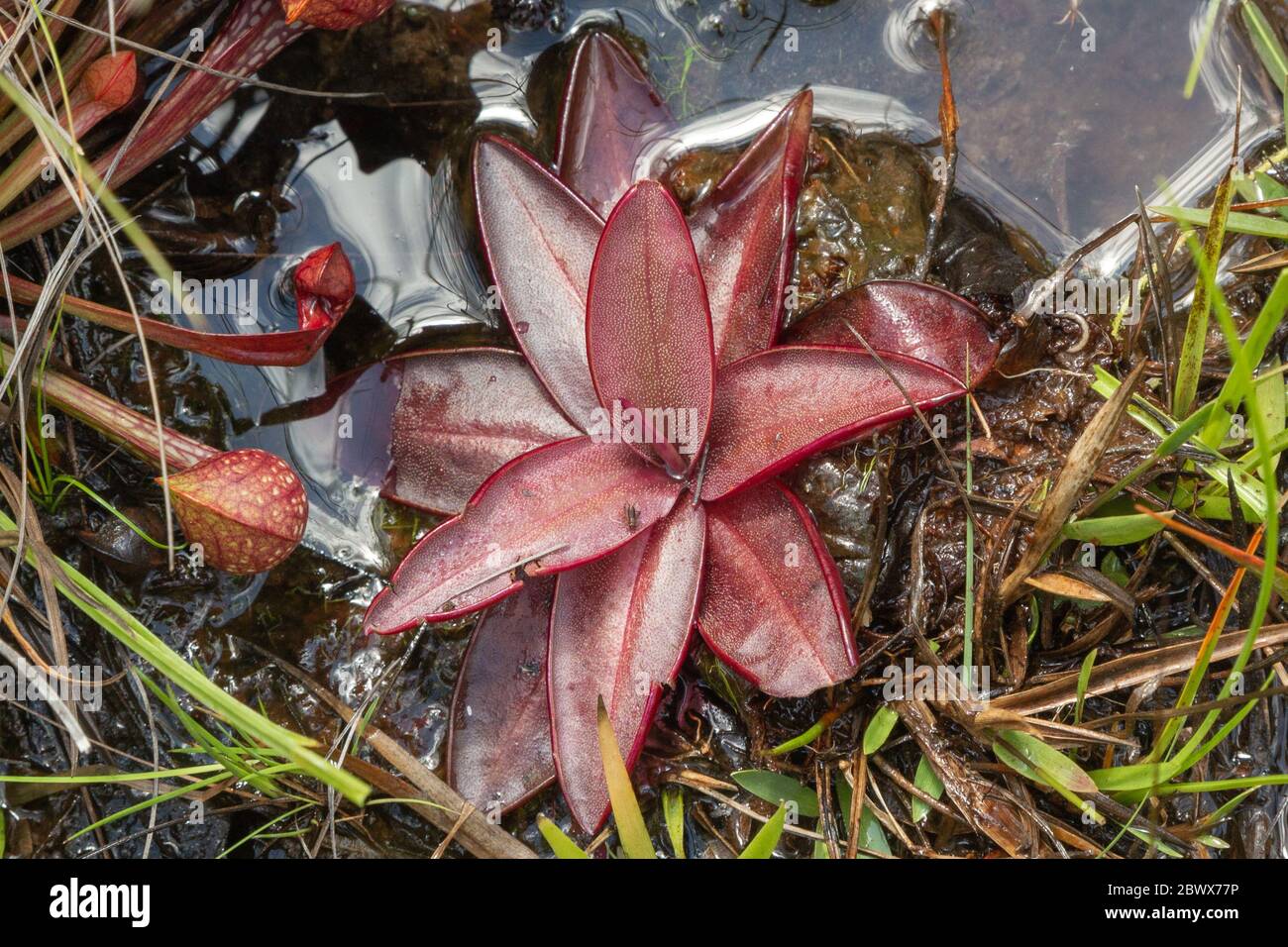 Pinguicula planifolia in Liberty County, Florida, USA Stock Photo