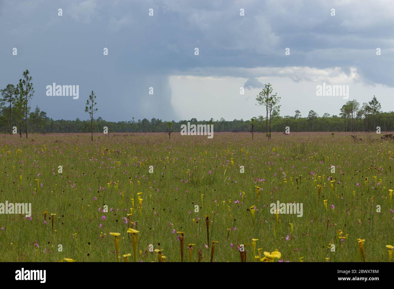 Pitcher plant bog in Liberty County, Florida, USA Stock Photo