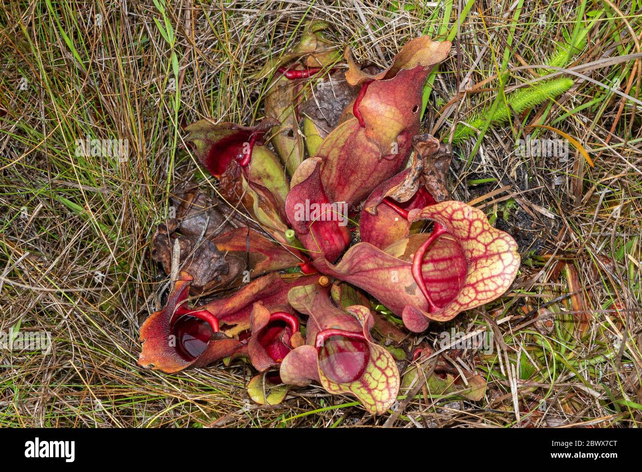 Sarracenia purpurea ssp. venosa var. burkii in Liberty County, Florida, USA Stock Photo