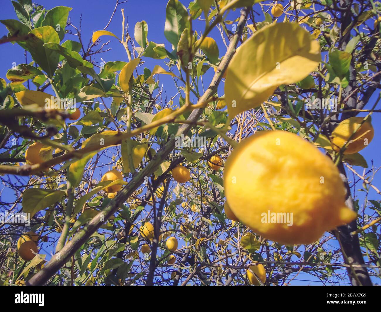 Low hanging fruit hires stock photography and images Alamy