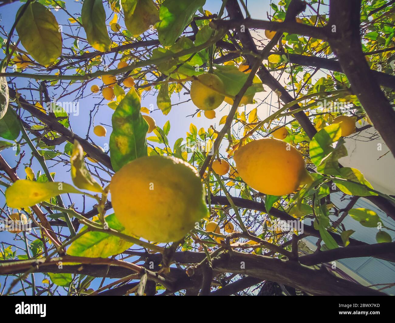Low hanging fruit hires stock photography and images Alamy