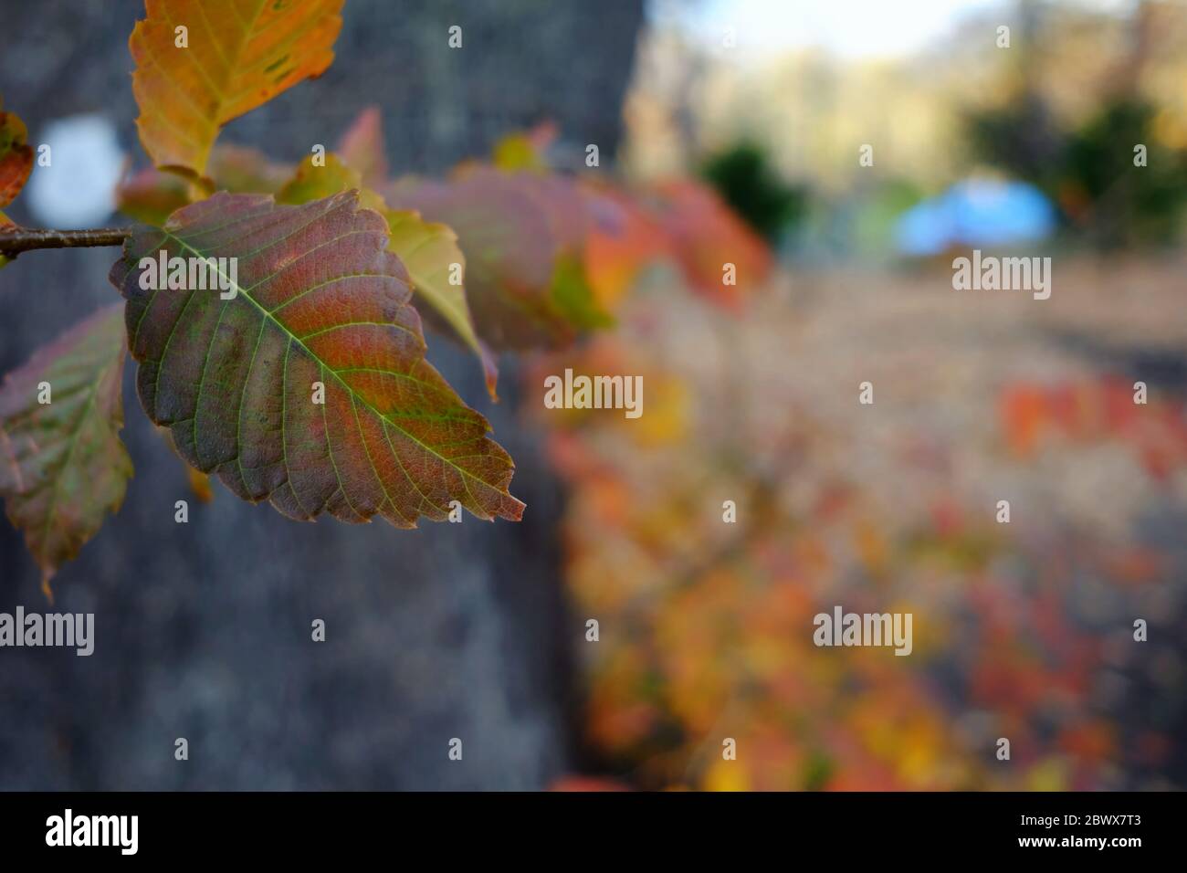 Yellow weeping willow leaves close hi-res stock photography and images ...