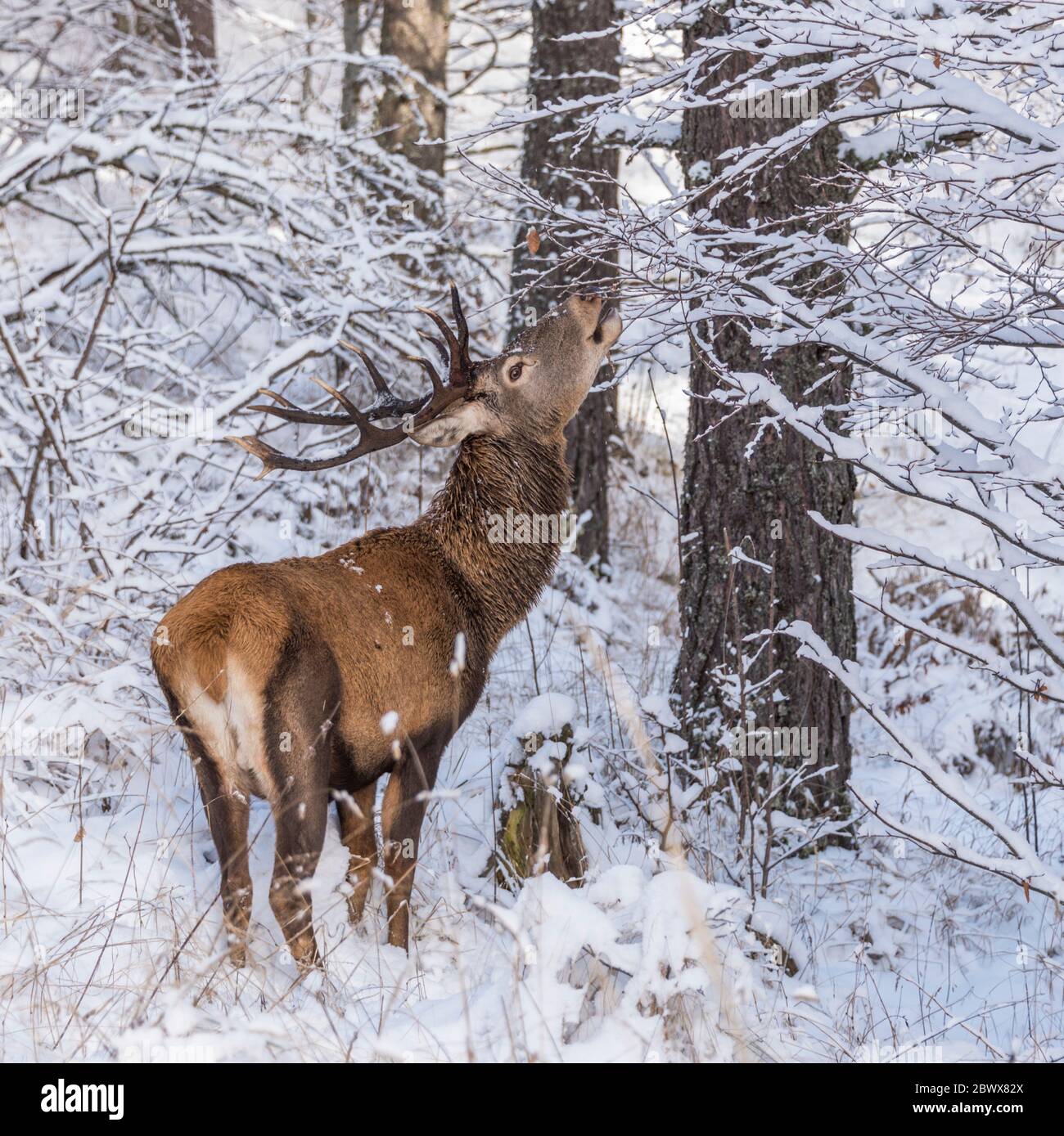 Male red deer buck feeding on branches with snow in the winter Stock Photo