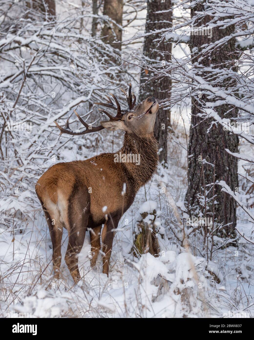 Male red deer buck feeding on branches with snow in the winter Stock Photo