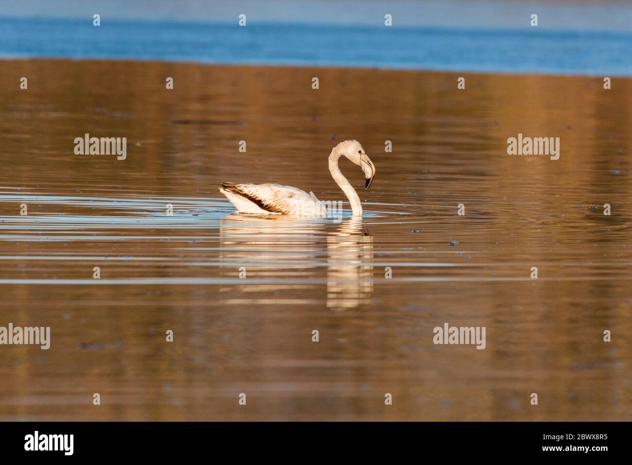 Young greater flamingo swimming in Kerkini lake in winter Stock Photo