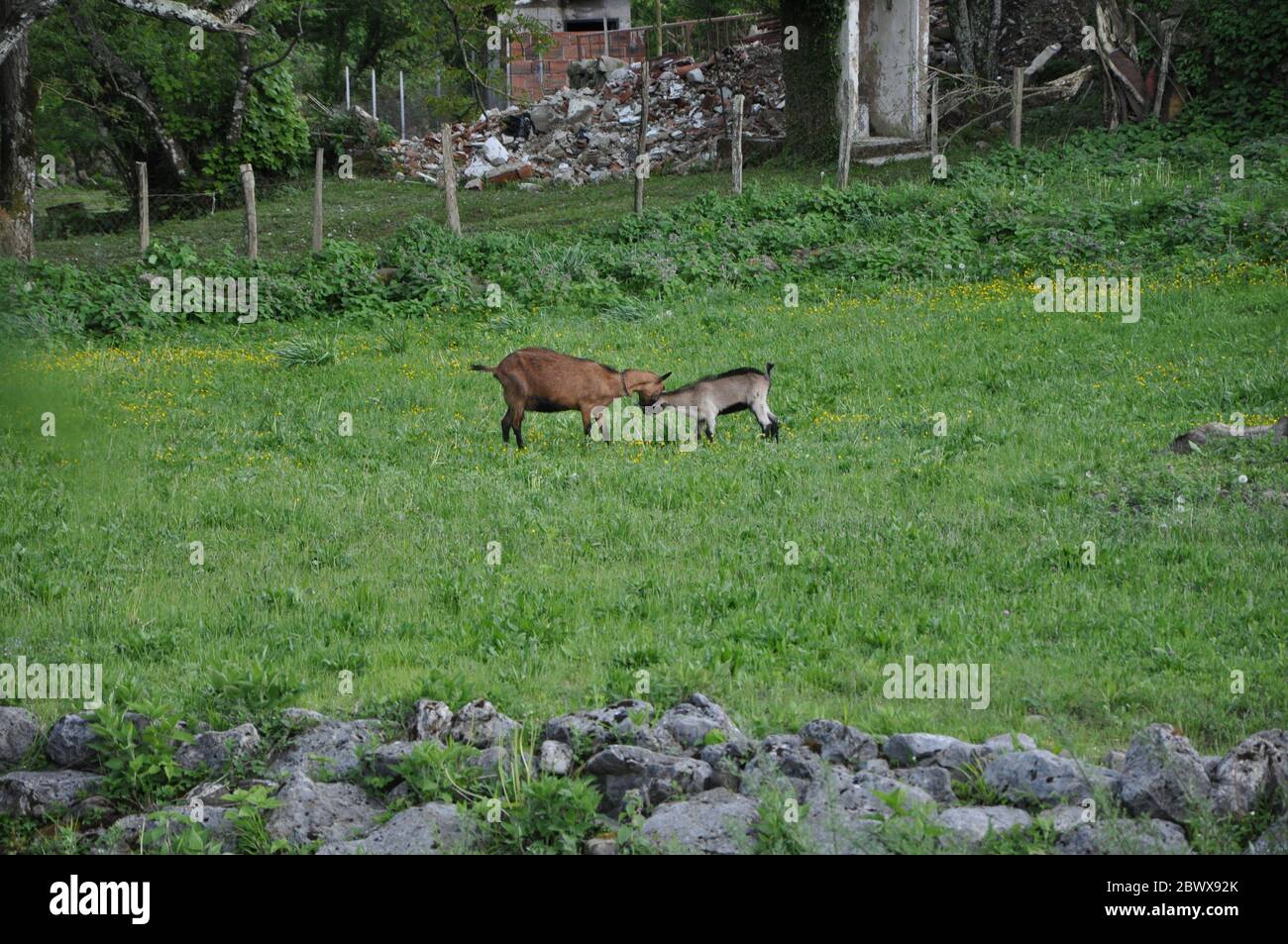 Goat mother and son in the scene of tenderness against the background of green grass. Stock Photo