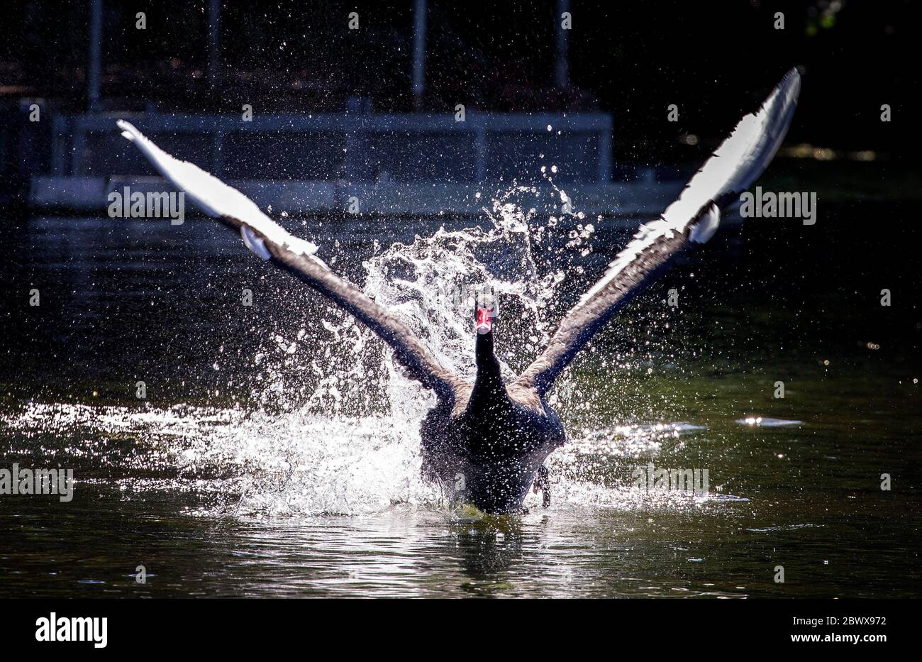 Black Swan Event High Resolution Stock Photography and Images - Alamy