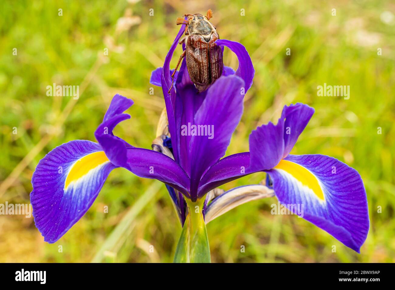 Maybug (Melolontha melolontha) upright on Purple Iris flower, taken in Poole, Dorset, England. Stock Photo