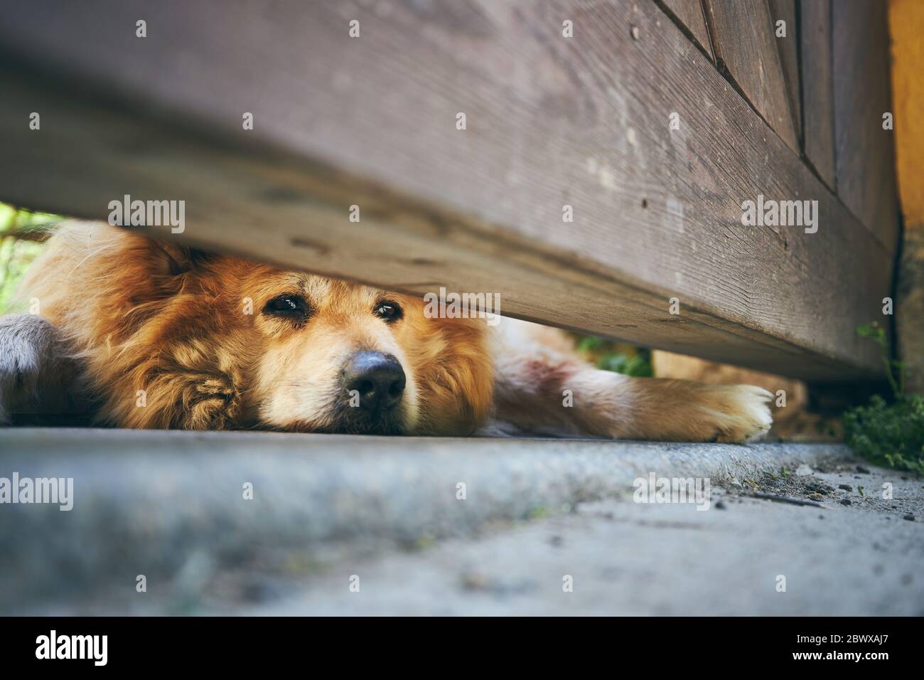 Sad look of dog (golden retriever) under gate of house. Themes guarding, waiting and loyalty. Stock Photo
