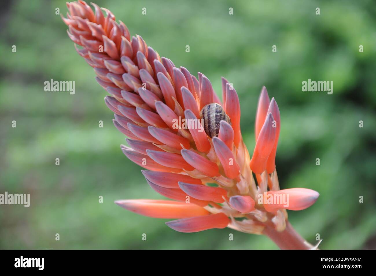 Aloe vera plant flower bloom Stock Photo - Alamy