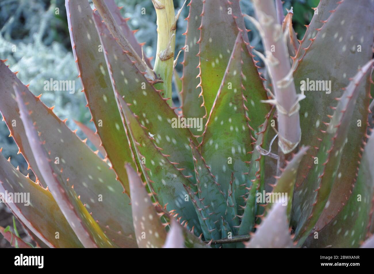 suc de aloe vera in sarcina Gel Intim Lubrifiant cu Aloe Vera 100% pură dublu concentrată · 80ml –  Holistic-One.ro main image 1