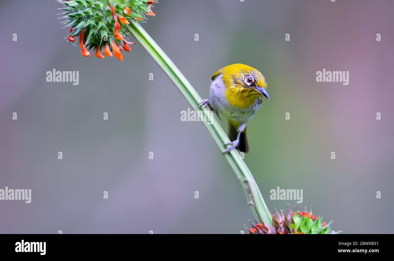 Oriental white-eye: Hyperactive little yellow bird with an off-white belly and white spectacles. Found in a wide range of habitats. Stock Photo
