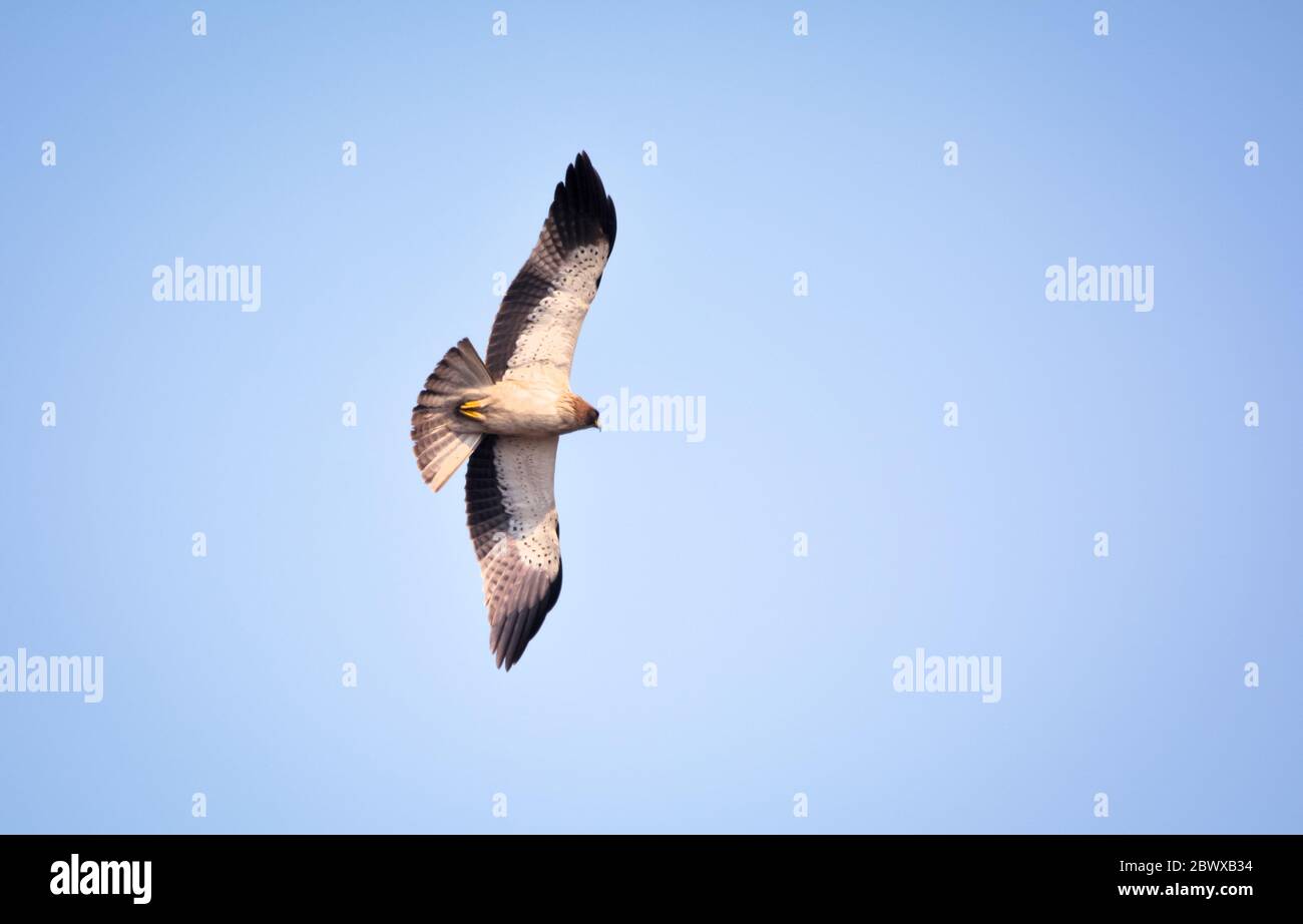 The booted eagle is a medium-sized mostly migratory bird of prey with a wide distribution in southern Asia, Stock Photo