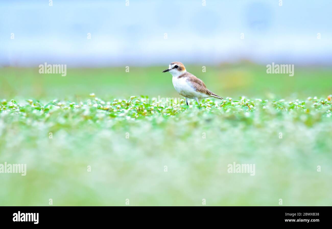 The Kentish plover is a small cosmopolitan shorebird of the family Charadriidae that breeds on the shores of saline lakes, lagoons, and coasts, popula Stock Photo