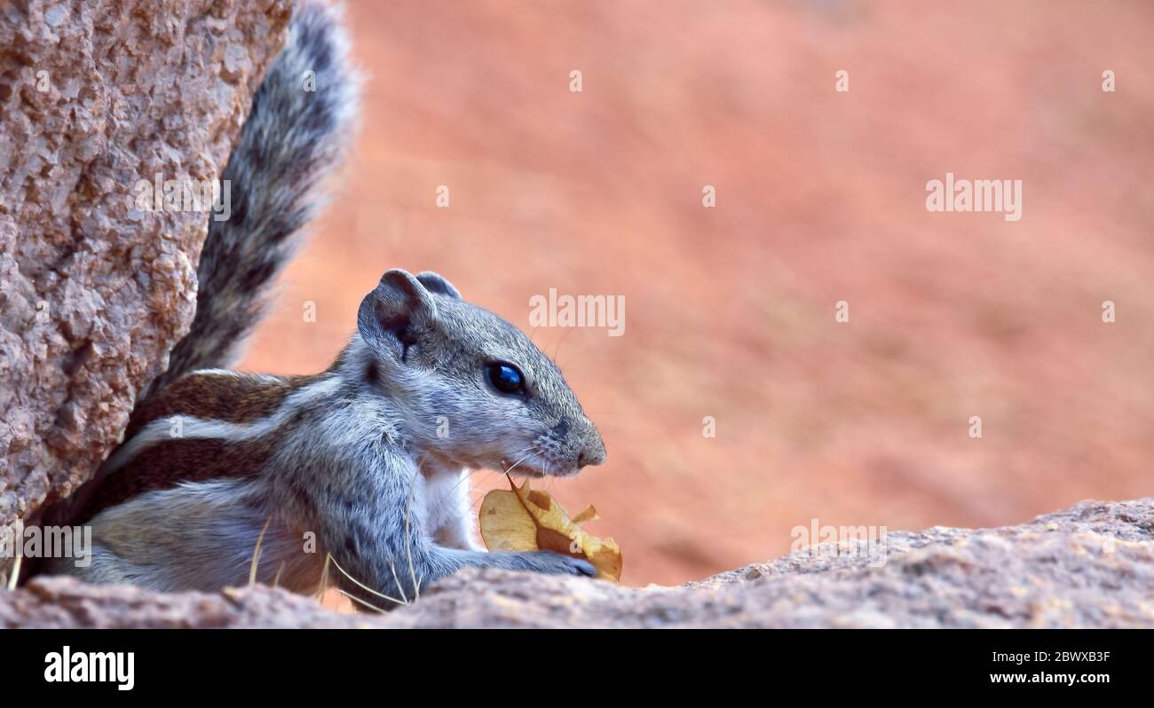 The Indian palm squirrel or three-striped palm squirrel is a species of rodent in the family Sciuridae found naturally in India and Sri Lanka. Stock Photo