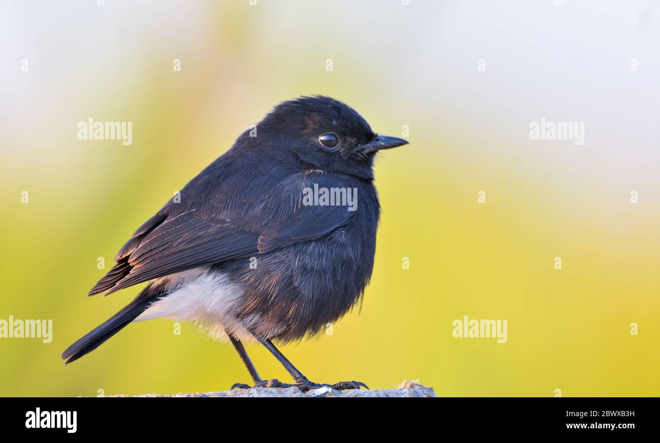 The pied bush chat is a small passerine bird found ranging from West Asia and Central Asia to the Indian subcontinent and Southeast Asia. Stock Photo