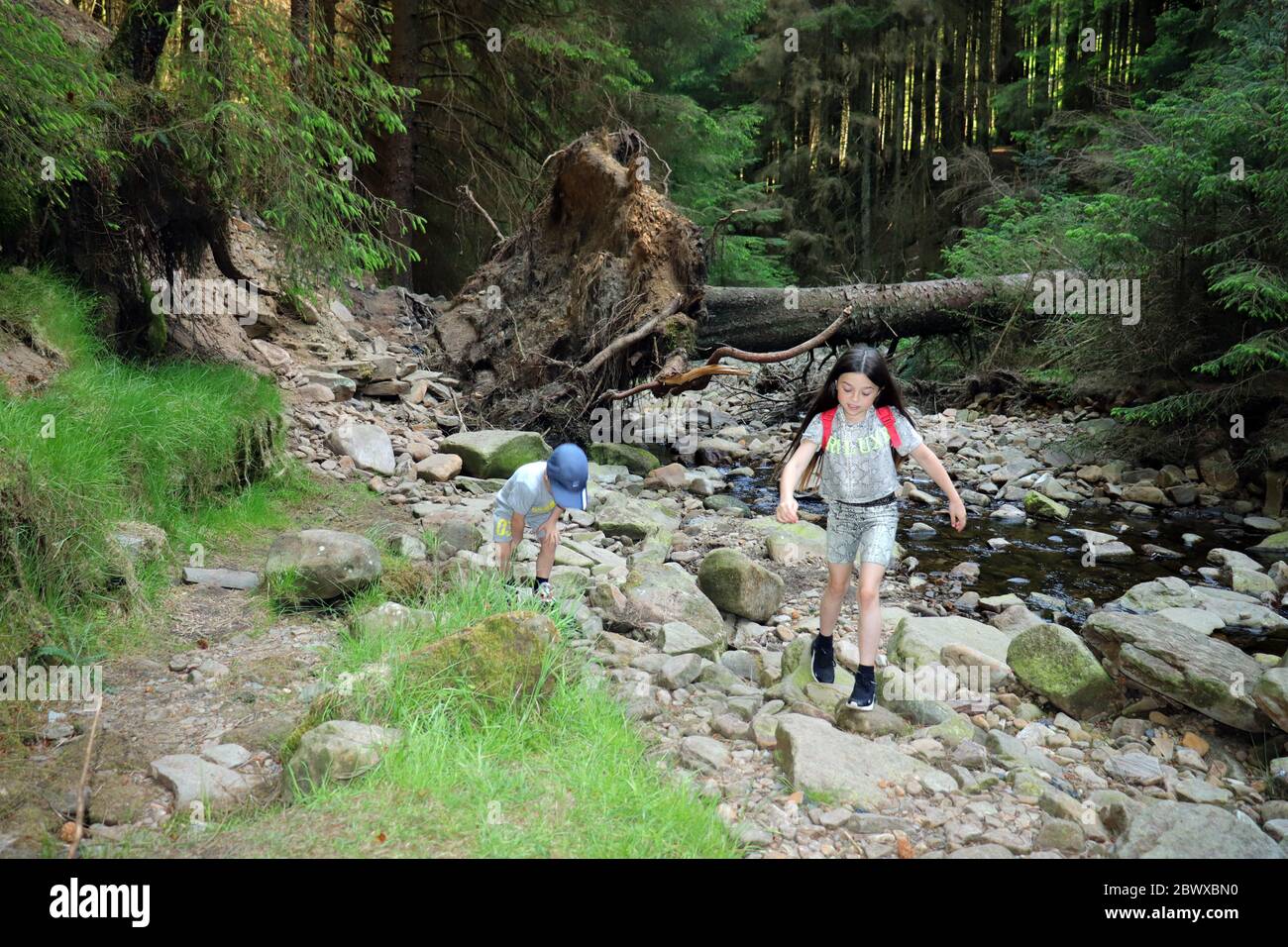 Children exploring woodland in UK Stock Photo