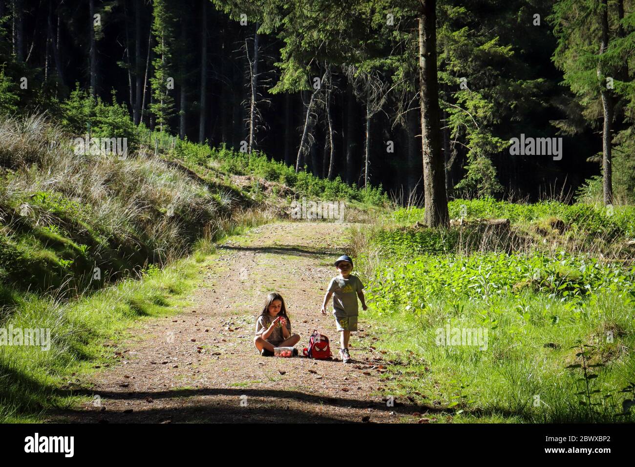 Children exploring woodland in UK Stock Photo