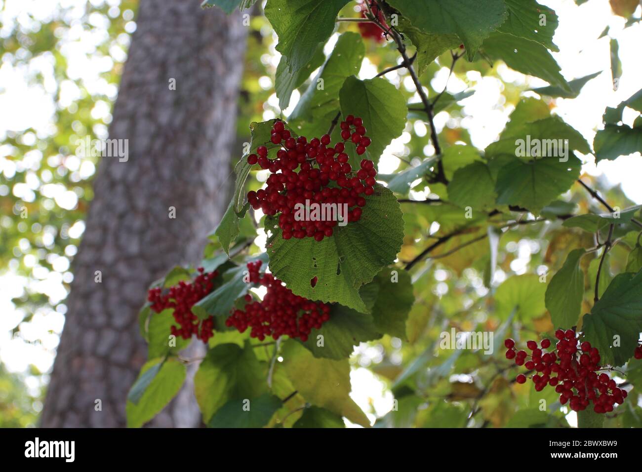 Clusters of red berries and broadleaves of a Viburnum dilatatum Cardinal Candy shrub in the fall in North Carolina, USA Stock Photo