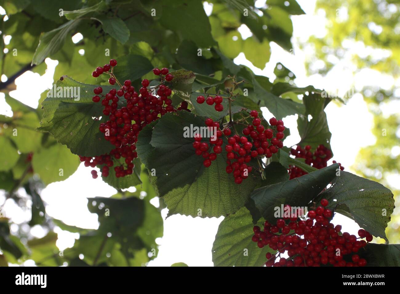 Clusters of red berries and broadleaves of a Viburnum dilatatum Cardinal Candy shrub in the fall in North Carolina, USA Stock Photo