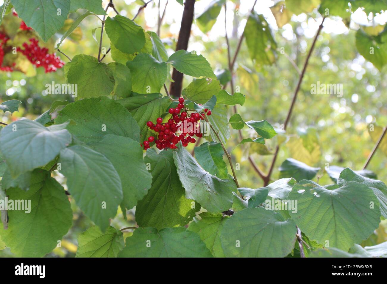 A cluster of red berries and broadleaves of a Viburnum dilatatum Cardinal Candy shrub in the fall in North Carolina, USA Stock Photo