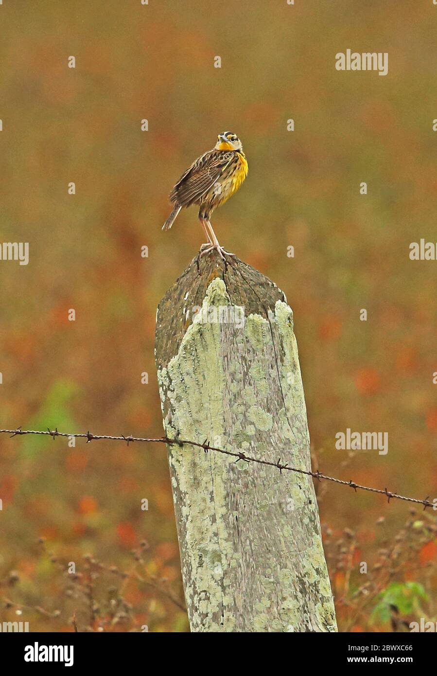 Eastern Meadowlark (Sturnella magna alticola) adult standing on fence post    Honduras      February 2016 Stock Photo