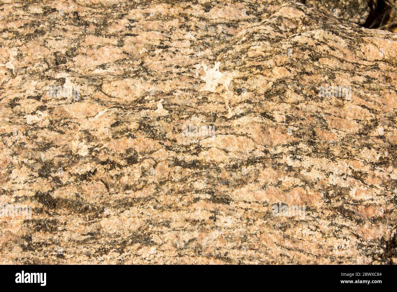 Close-up of a rough section of Augen Gneiss, showing the eyelike features which gives it its name Stock Photo