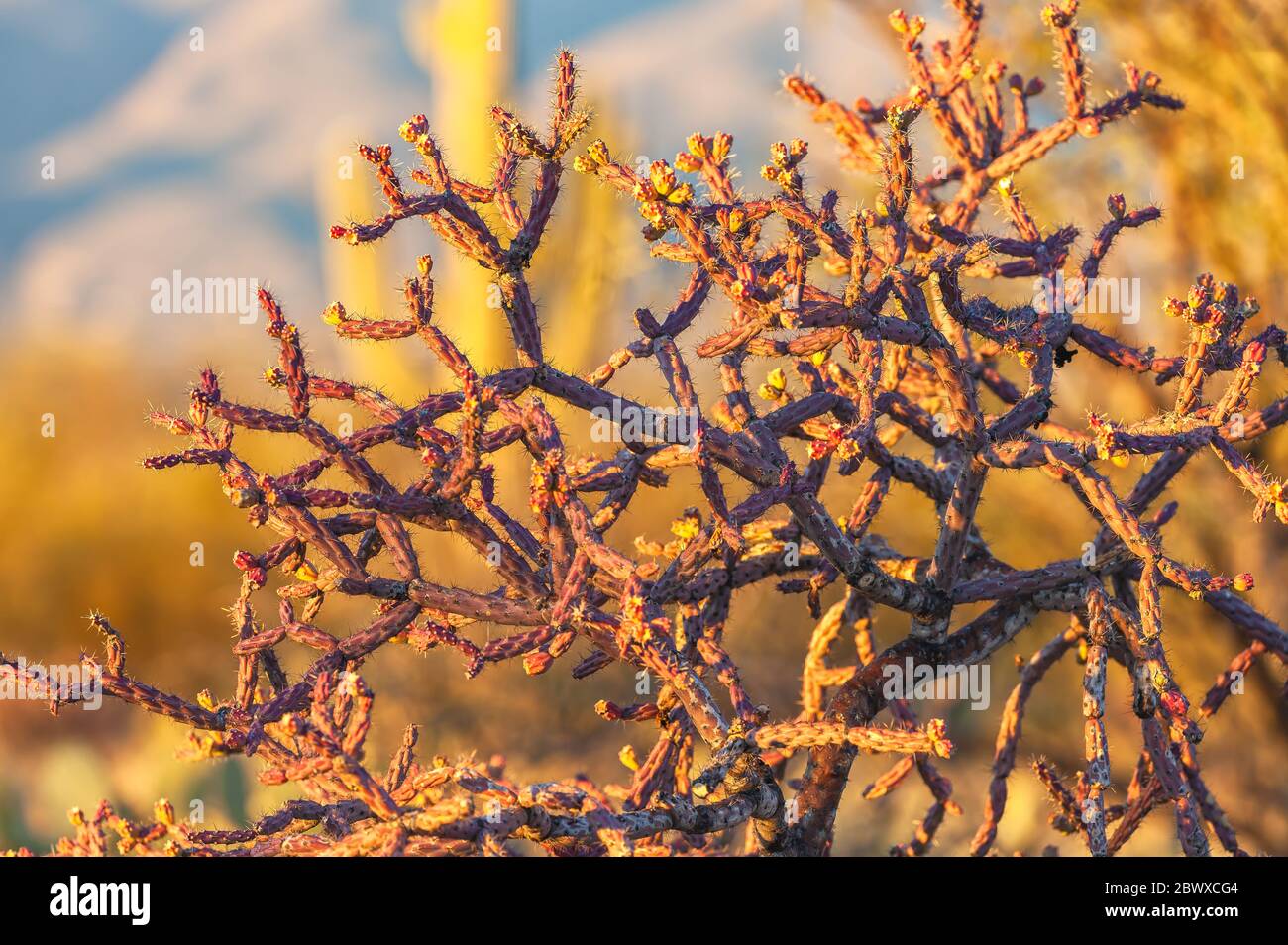 Tree Cholla, Cylindropuntia imbricata, Saguaro National Park, Arizona, USA. Stock Photo