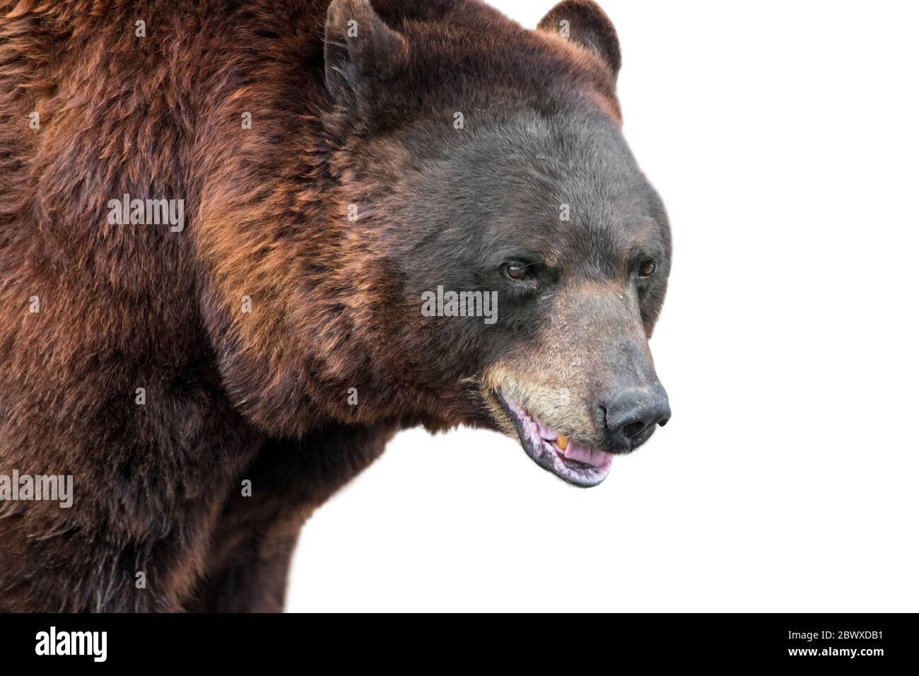 European brown bear (Ursus arctos arctos) close up portrait against white background Stock Photo
