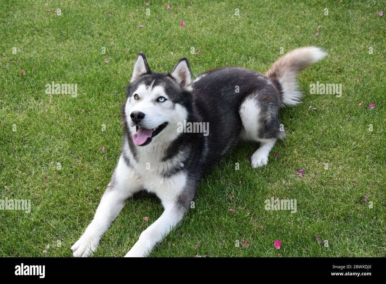 Siberian Husky With One Blue And Other Brown Eye Stock Photo Alamy