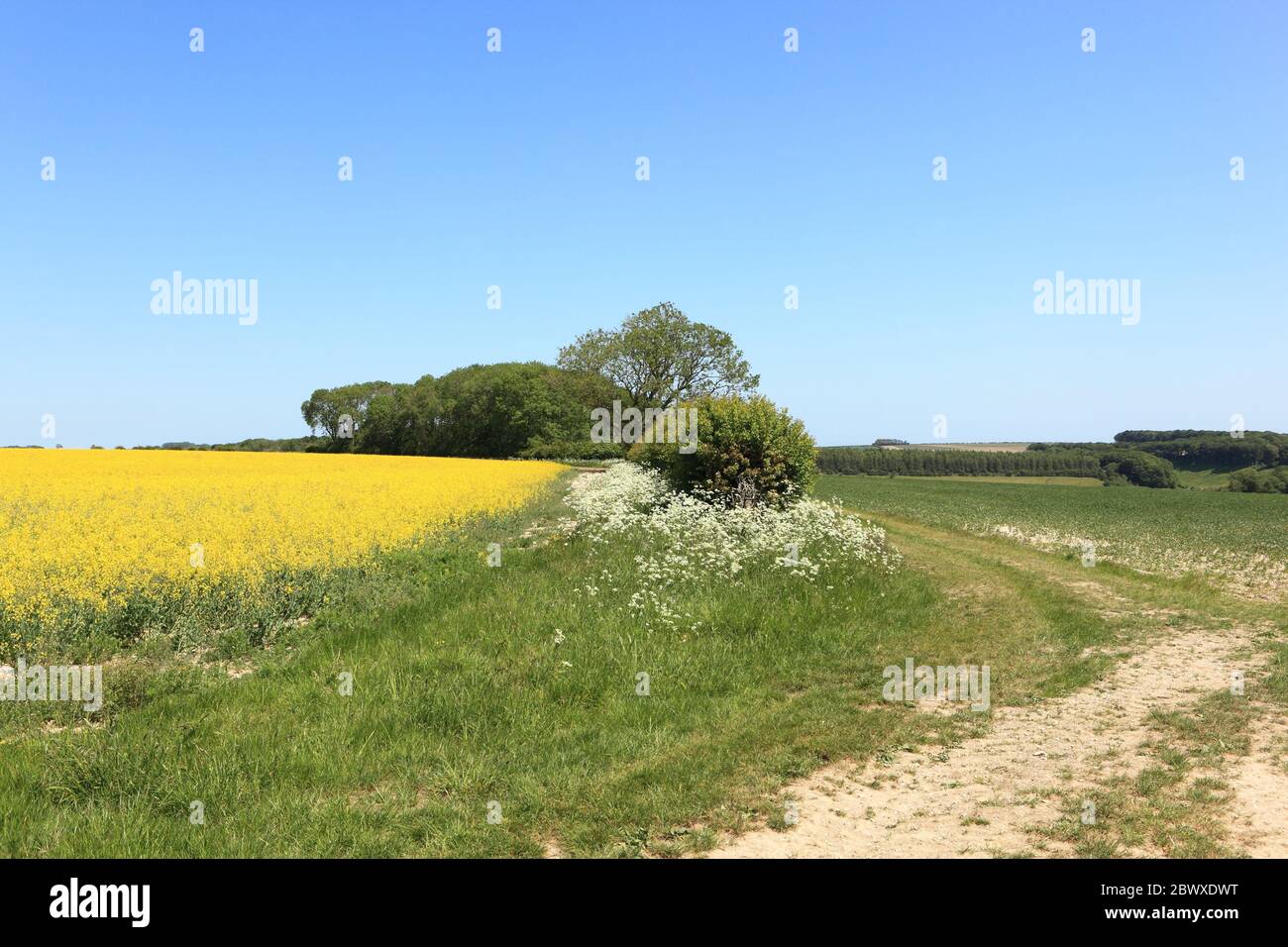 Colourful summer landscape with flowering rapeseed crops in the scenic countryside of the Yorkshire wolds Stock Photo